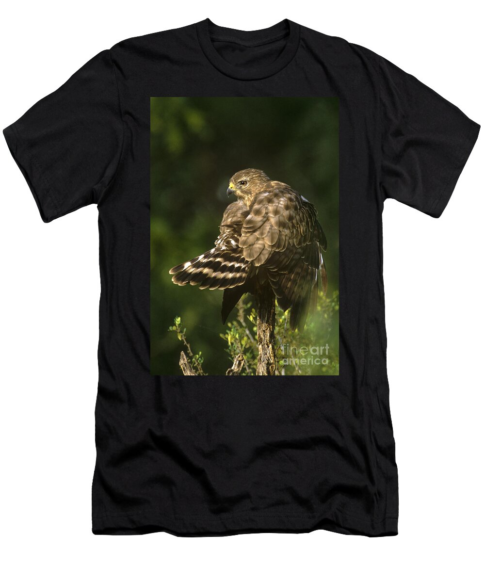 Red-shouldered Hawk T-Shirt featuring the photograph Red-shouldered Hawk Wild Texas by Dave Welling