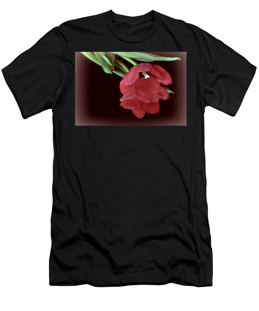 Flower T-Shirt featuring the photograph Red Tulip on Burgundy by Phyllis Meinke