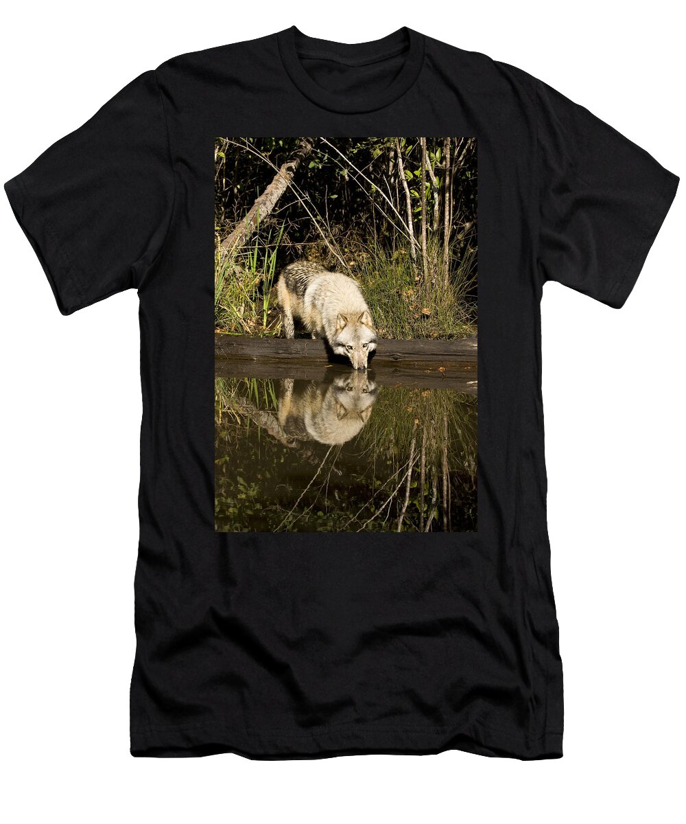 Wolf T-Shirt featuring the photograph Refreshment by Jack Milchanowski