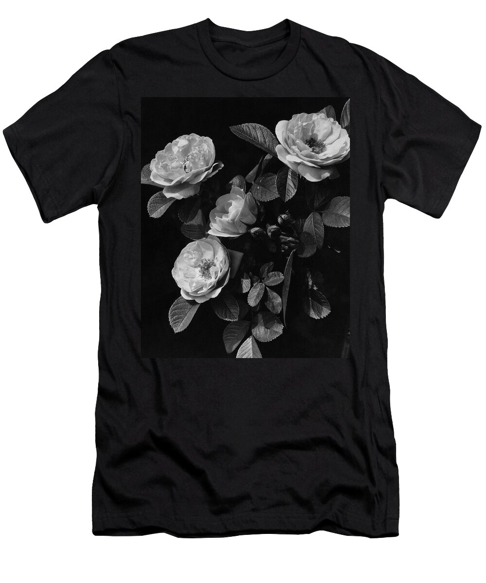 Flowers T-Shirt featuring the photograph Sarah Van Fleet Variety Of Roses by J. Horace McFarland