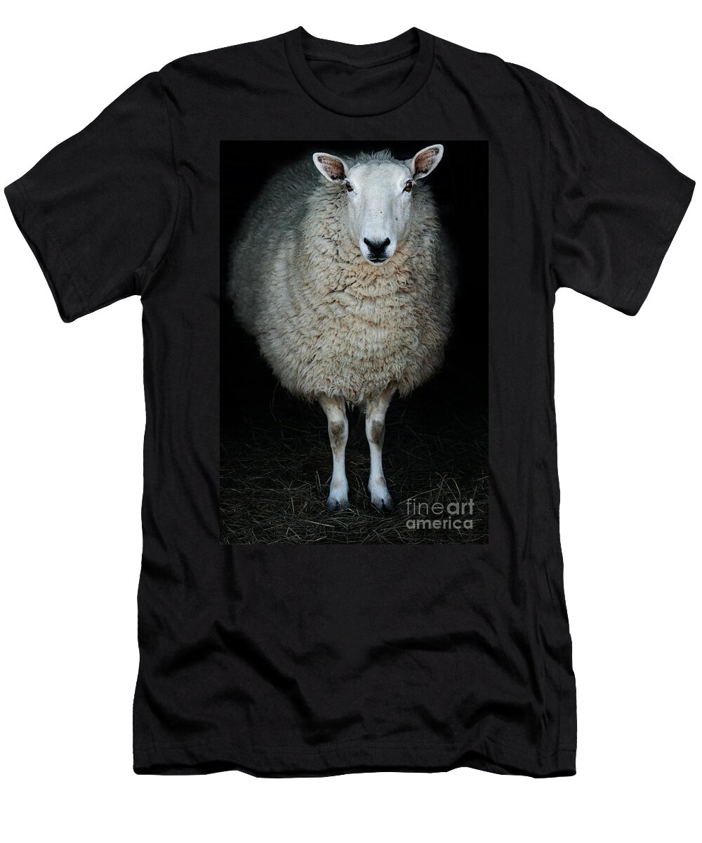 Cute T-Shirt featuring the photograph Sheep by Stephanie Frey