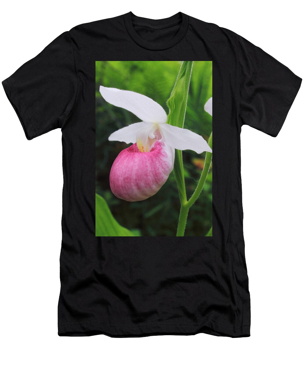 Wildflower T-Shirt featuring the photograph Showy Lady's Slipper by John Burk