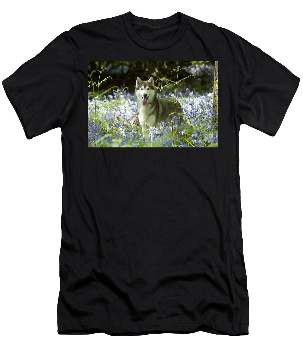 Dog T-Shirt featuring the photograph Siberian Husky In Bluebells by John Daniels