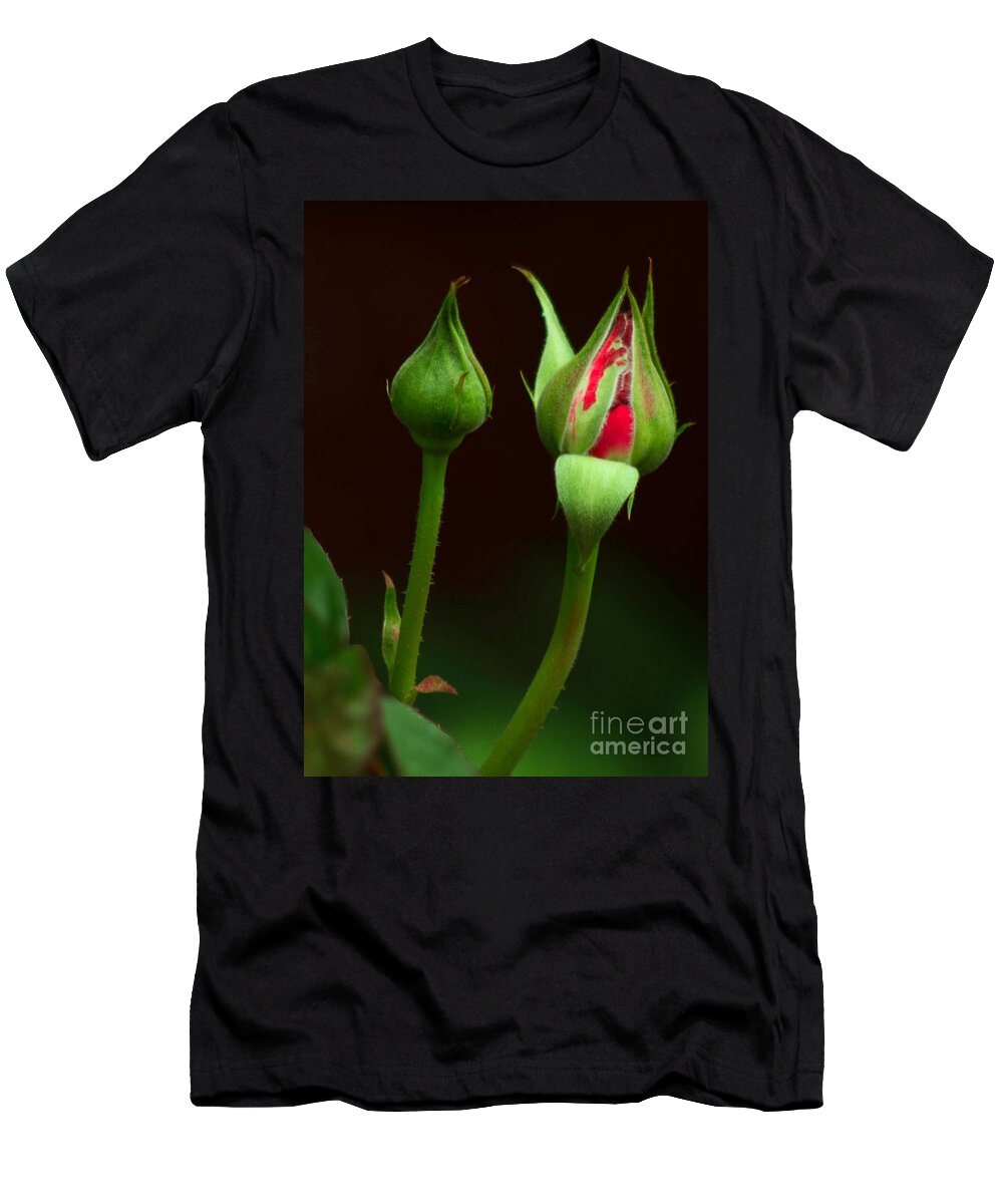 Rose T-Shirt featuring the photograph Spring Rose Bud by Ron Roberts