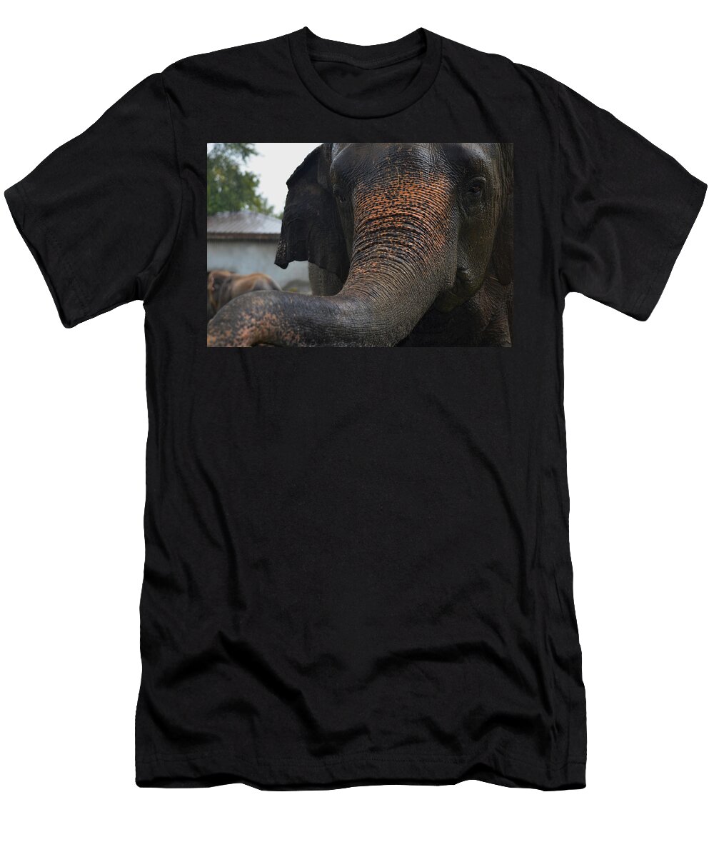 Elephant And Black T-Shirt featuring the photograph Stretching Out by Maggy Marsh