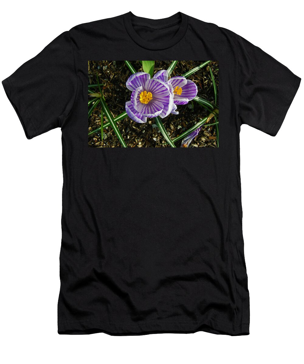 Crocus T-Shirt featuring the photograph Striped Crocus by Tikvah's Hope