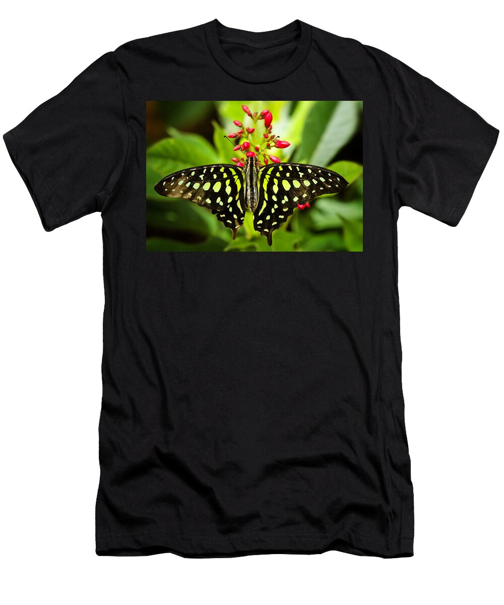 Tailed Green Jay Butterfly T-Shirt featuring the photograph Tailed Green Jay Butterfly by Saija Lehtonen