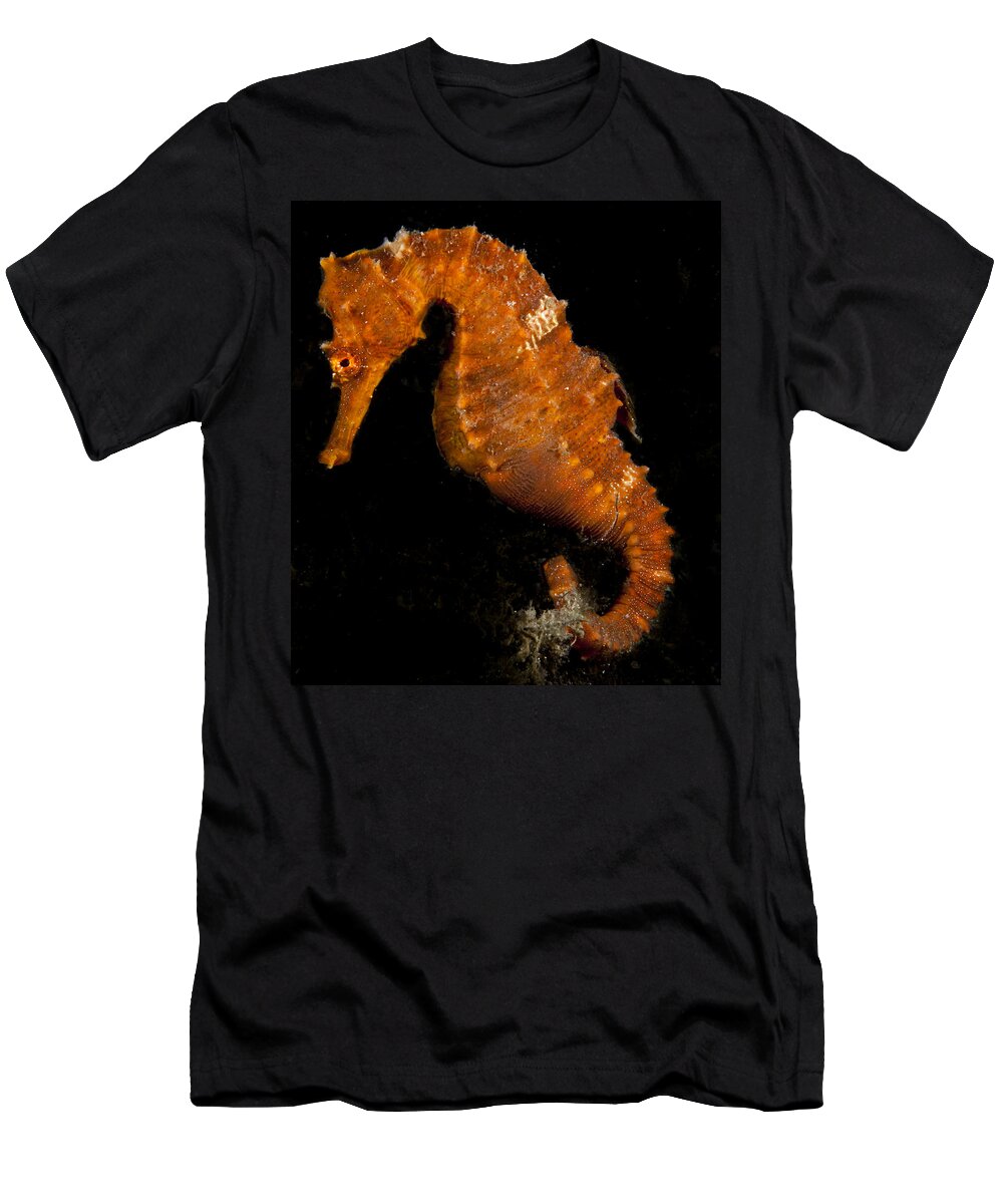 Seahorse T-Shirt featuring the photograph The Bright Orange Seahorse by Sandra Edwards