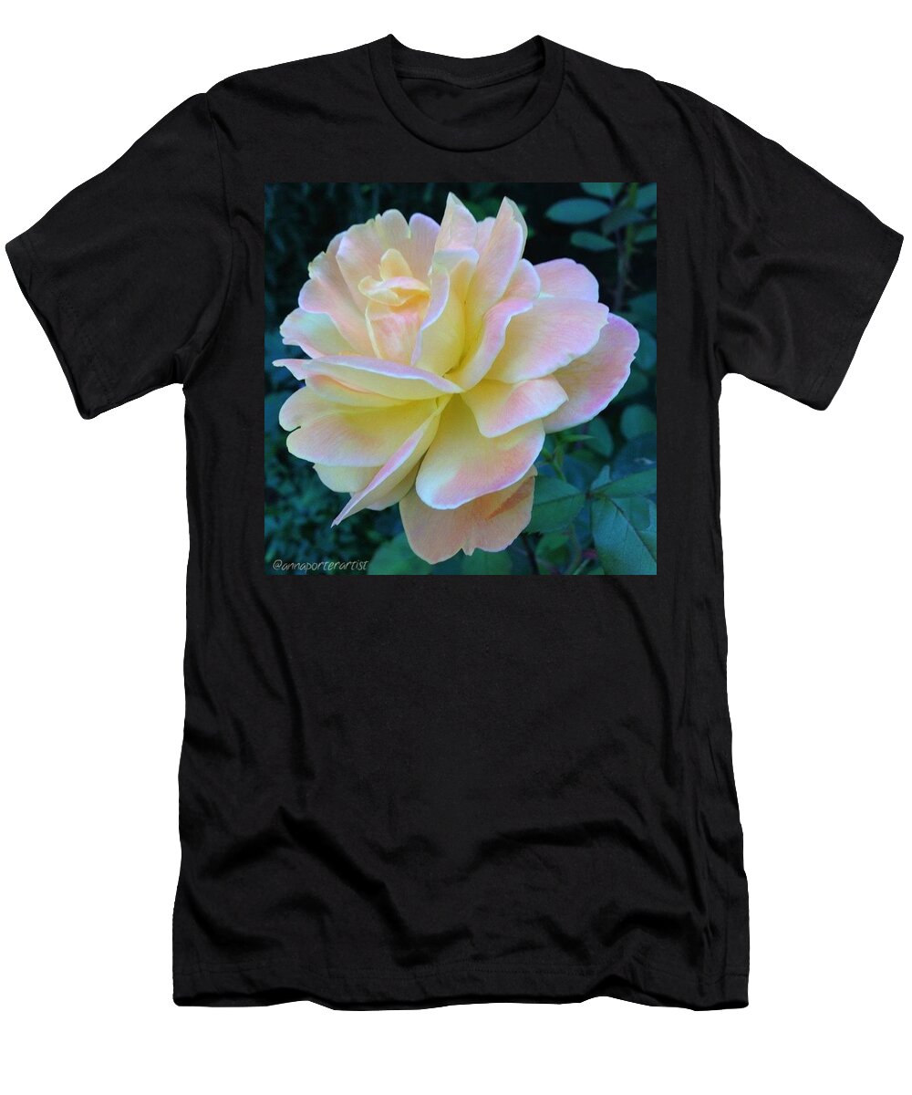 Glowing T-Shirt featuring the photograph The Rose For A Rose Is A Rose Is A Rose by Anna Porter