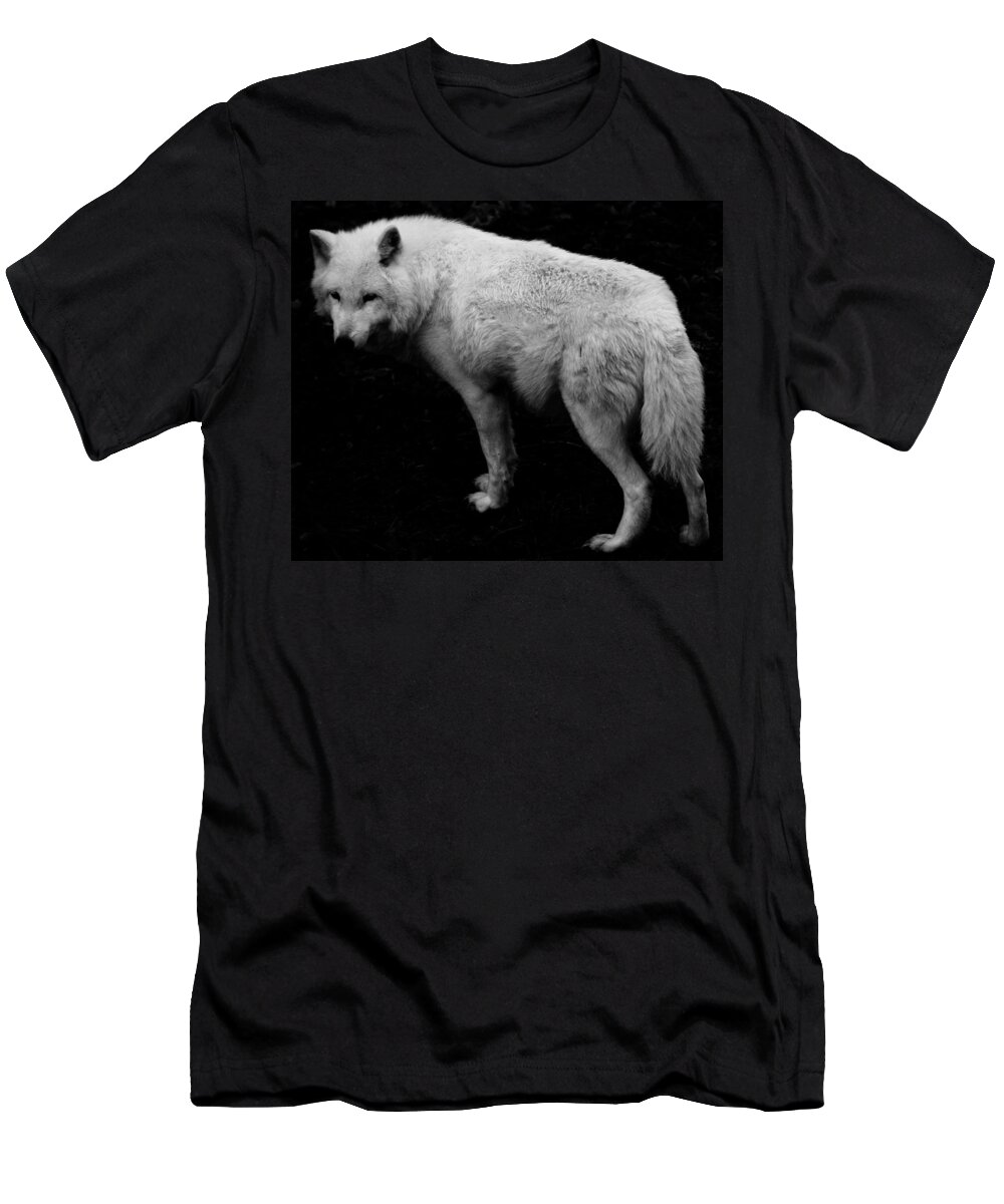 Timber Wolf T-Shirt featuring the photograph Timber Wolf by J C