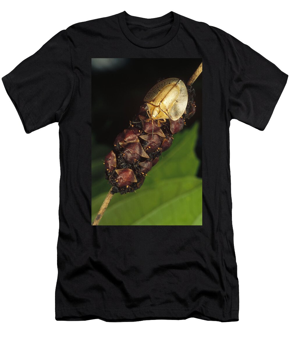 Feb0514 T-Shirt featuring the photograph Tortoise Beetle Mother Shields by Mark Moffett