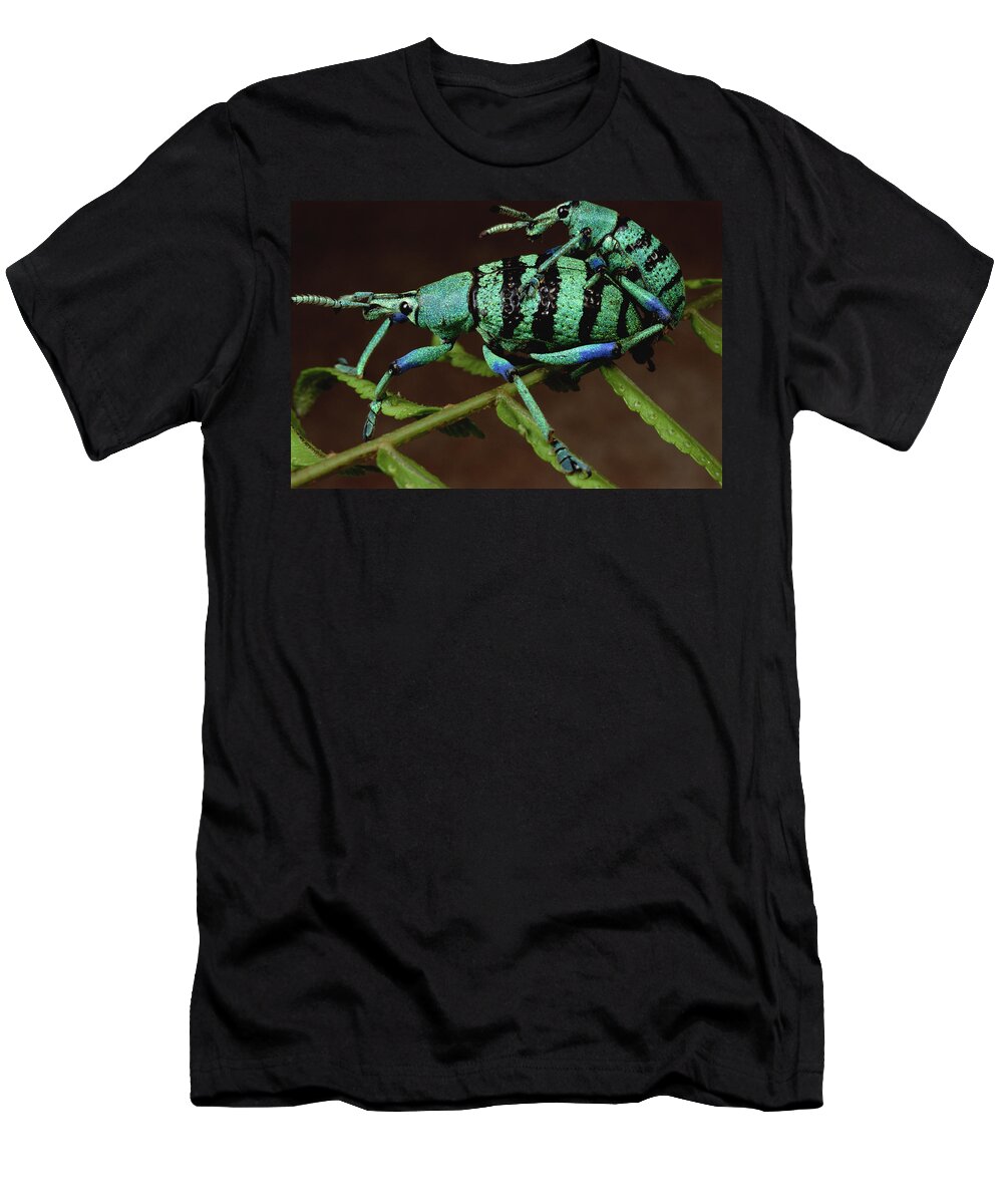 Feb0514 T-Shirt featuring the photograph True Weevil Couple Mating Papua New by Mark Moffett