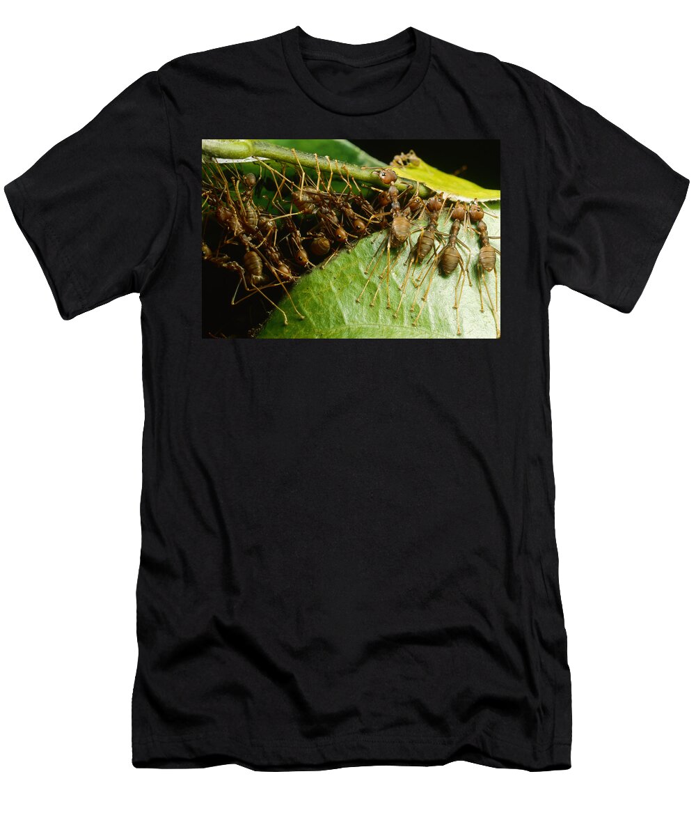 00127830 T-Shirt featuring the photograph Weaver Ant Group Binding Leaves by Mark Moffett