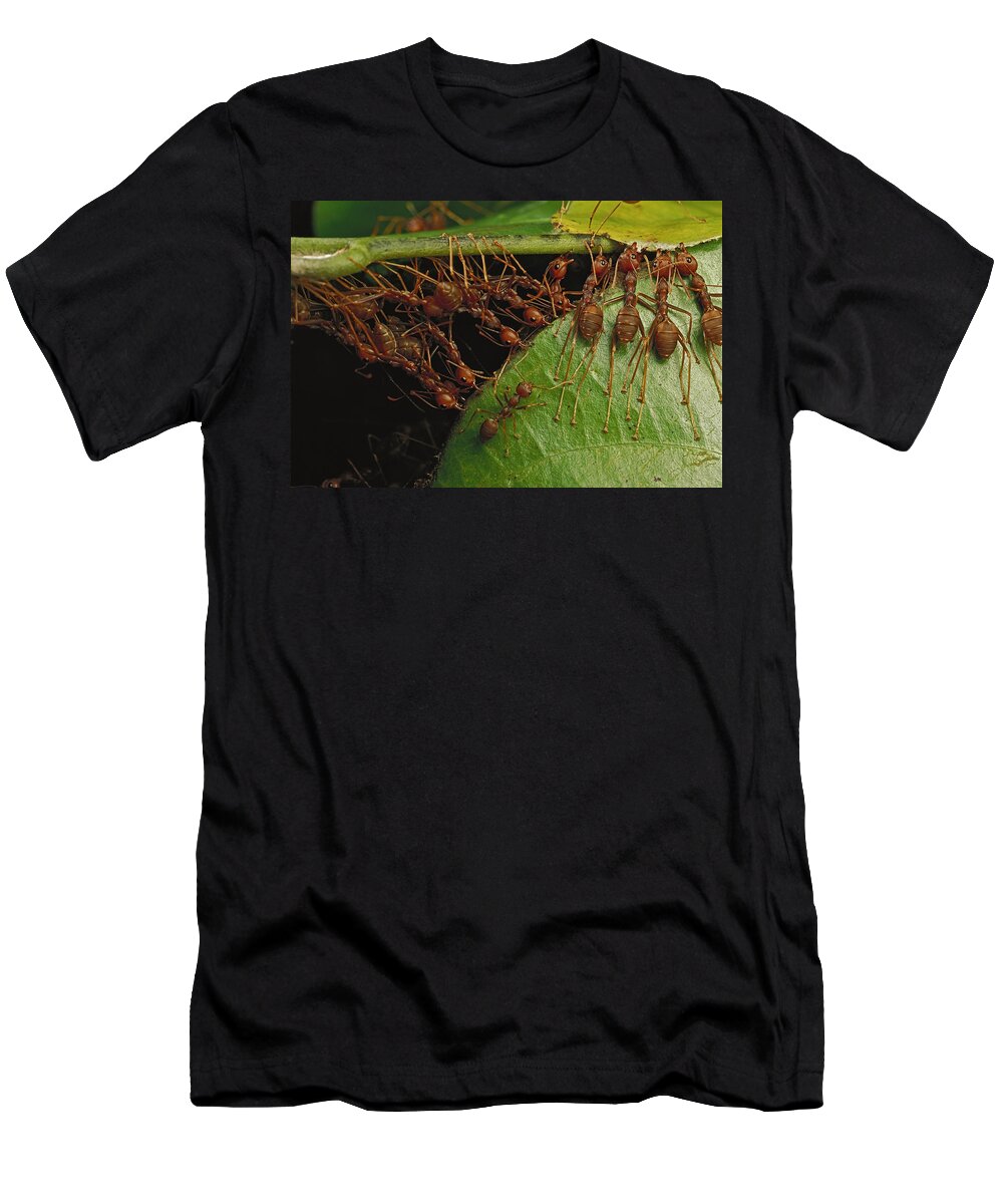 Feb0514 T-Shirt featuring the photograph Weaver Ants Pulling On Leaves by Mark Moffett
