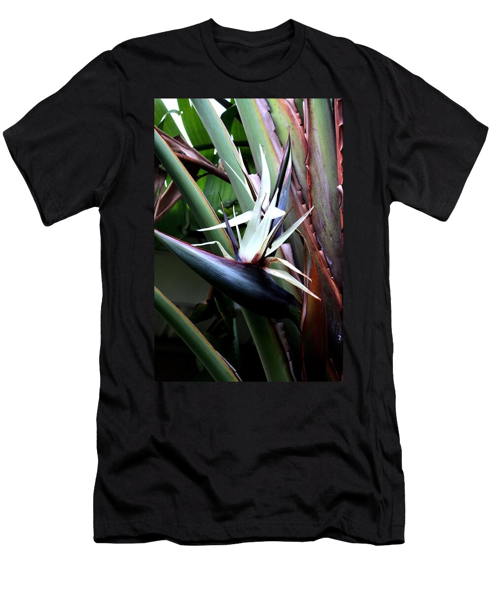 Tropical T-Shirt featuring the photograph White Bird of Paradise by Donna Walsh