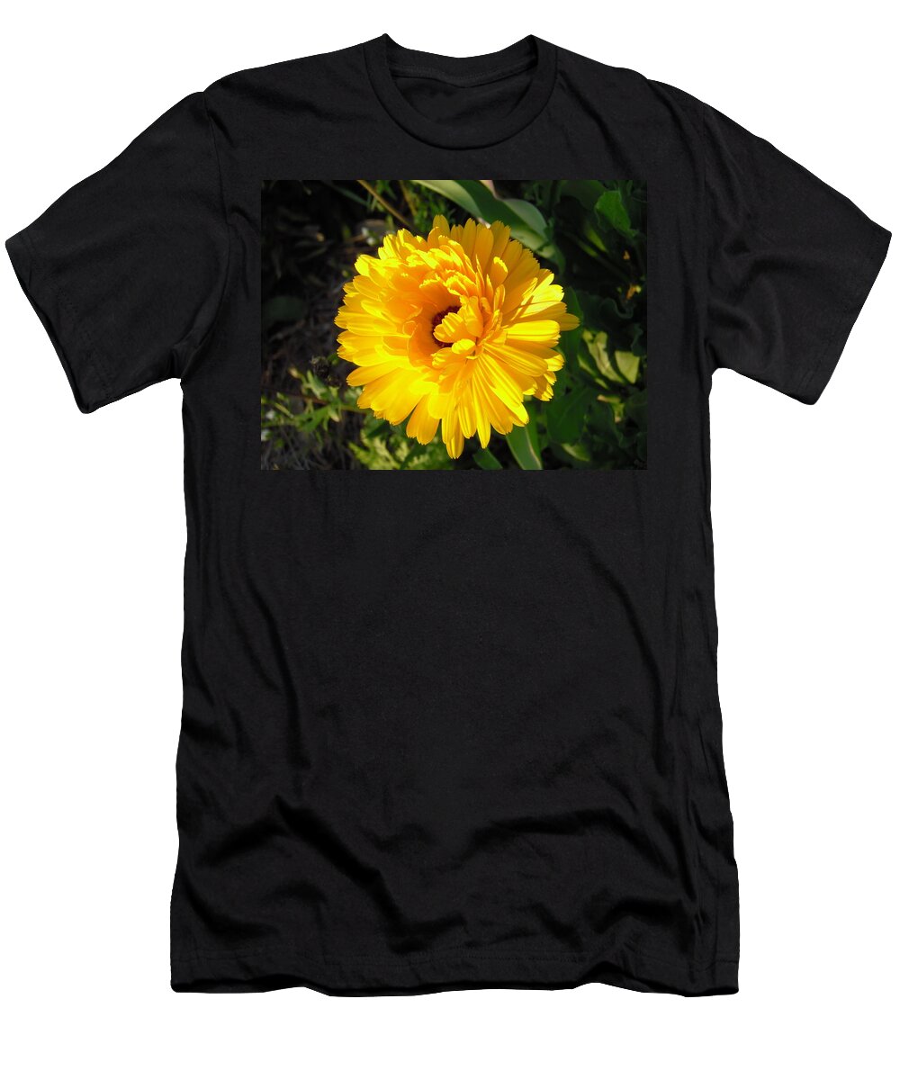 Colonial Williamsburg Plays Host To Thousands Of Beautiful Flowers And This Bloom Is No Exception. The Calendula Or Pot Marigold Was Raised Not Only For Its Beauty T-Shirt featuring the photograph Williamsburg Sunshine Calendula by Nicole Angell