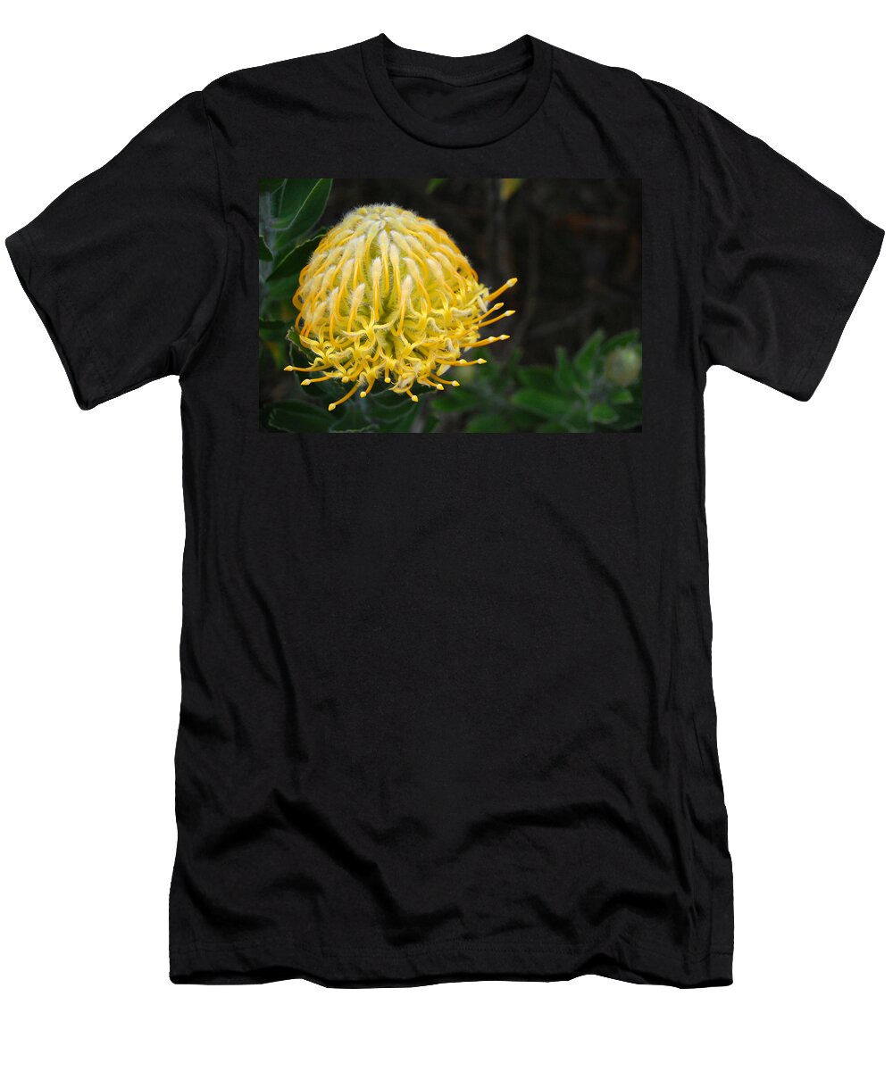 Kula Botanical Gardens T-Shirt featuring the photograph Yellow Pincushion Protea 1 by Amy Fose