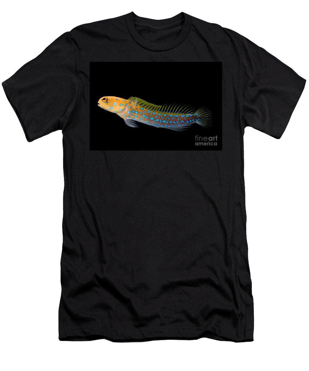 Bluespot Jawfish T-Shirt featuring the photograph Bluespot Jawfish #1 by Dant Fenolio
