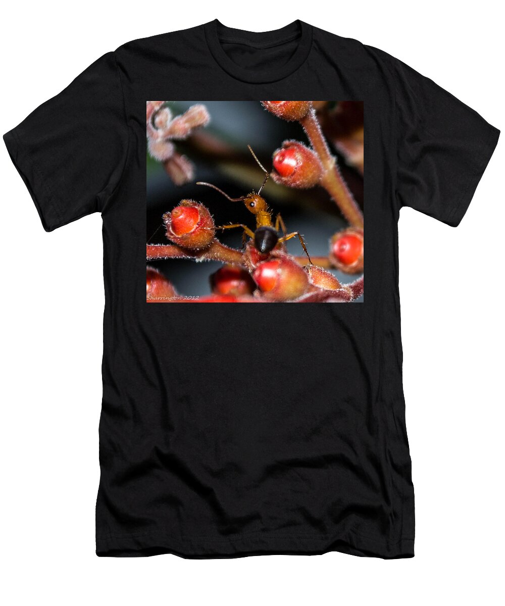 Ant T-Shirt featuring the photograph Curious Ant #1 by Shannon Harrington