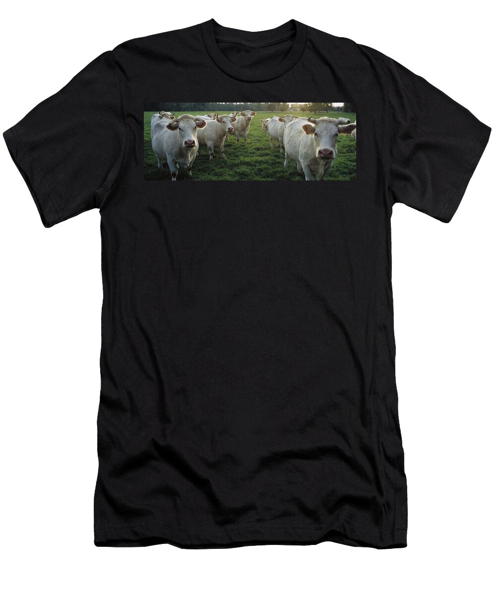 Mp T-Shirt featuring the photograph Domestic Cattle Bos Taurus Charolais #1 by Cyril Ruoso