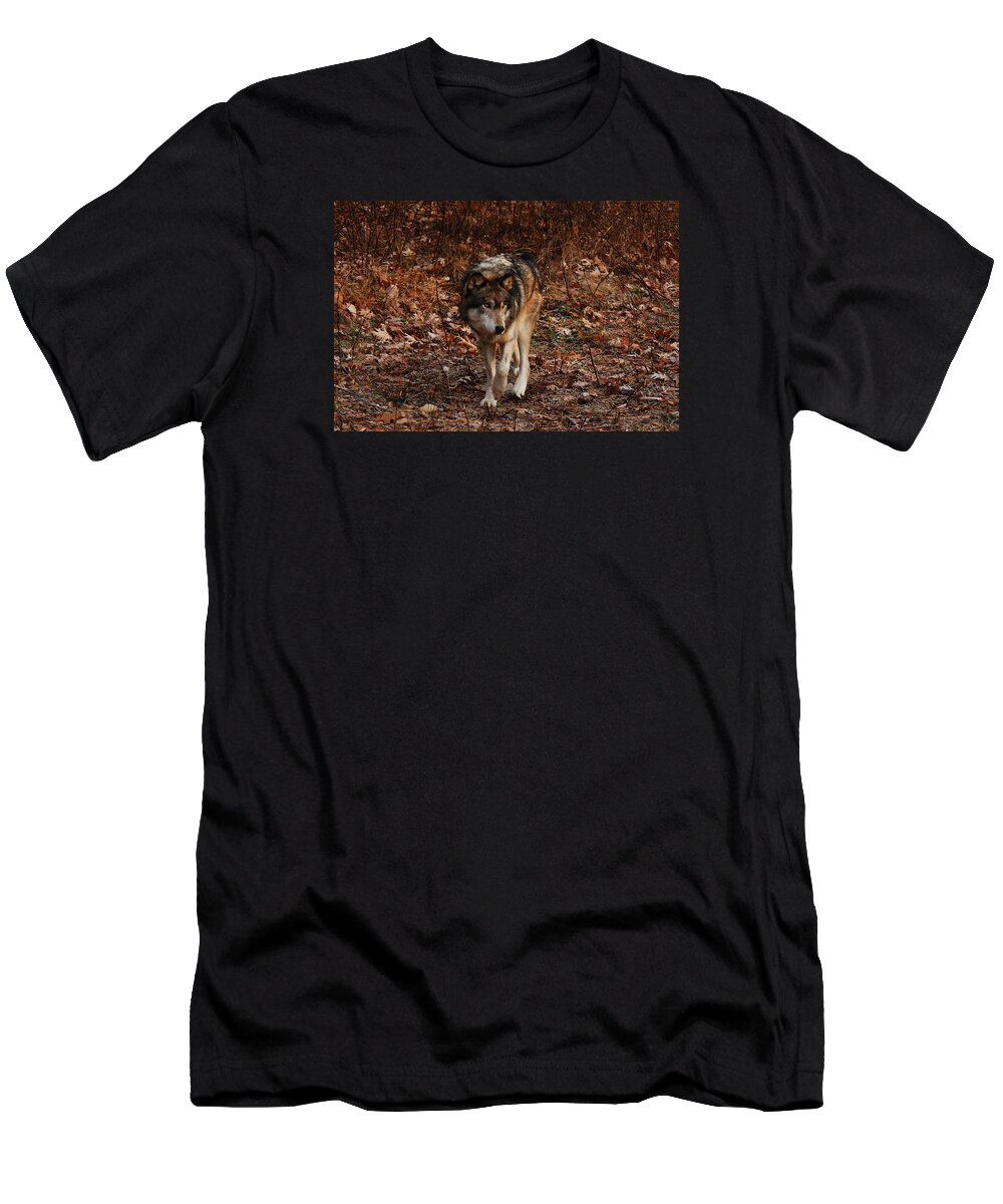 Wolf T-Shirt featuring the photograph Strolling Along #2 by Lori Tambakis