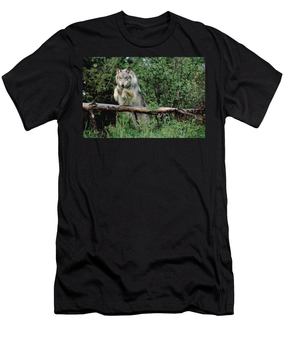 00172293 T-Shirt featuring the photograph Timber Wolf Leaping Over Fallen Log #1 by Tim Fitzharris