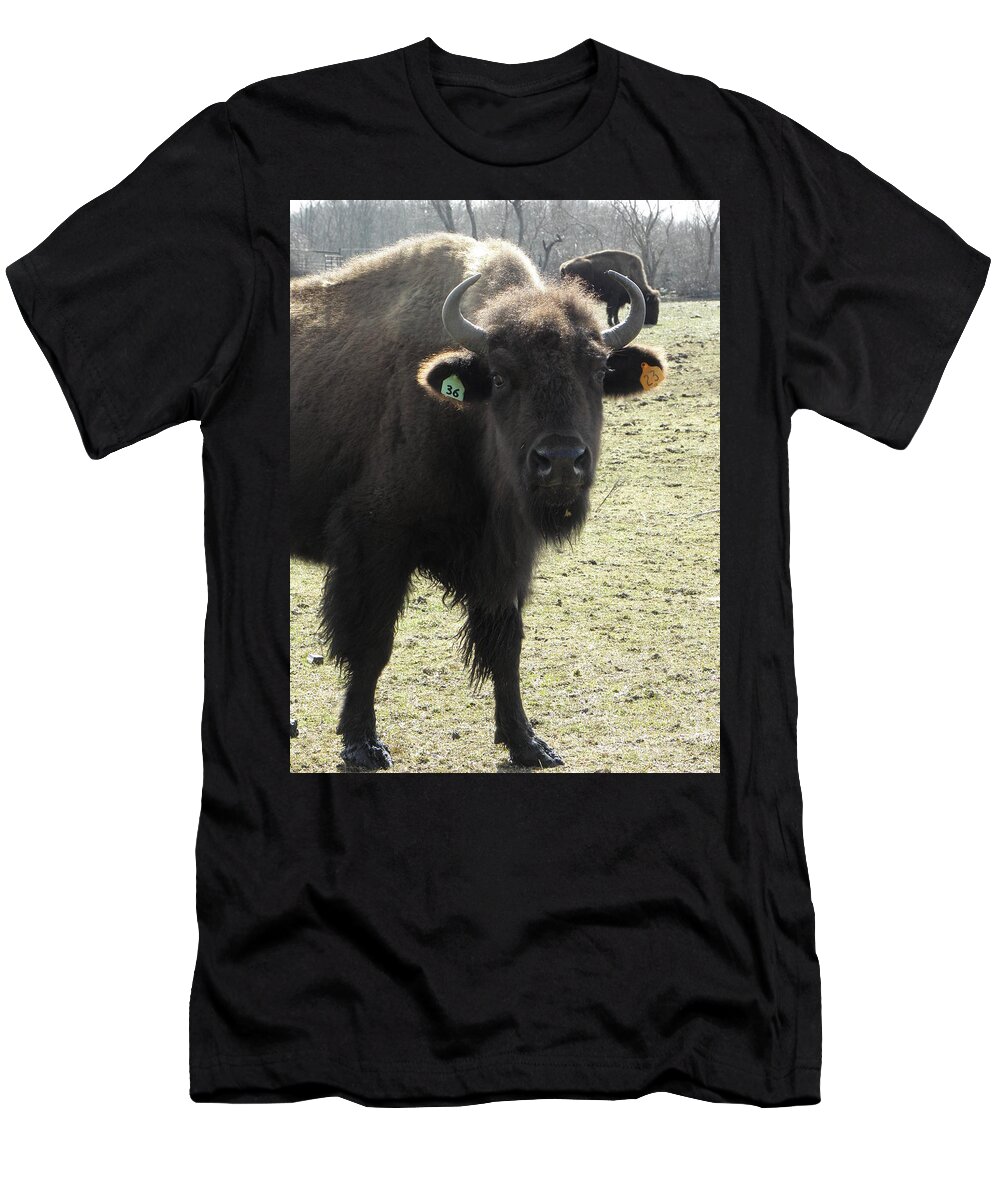 Buffalo T-Shirt featuring the photograph Stare down #3 by Kim Galluzzo