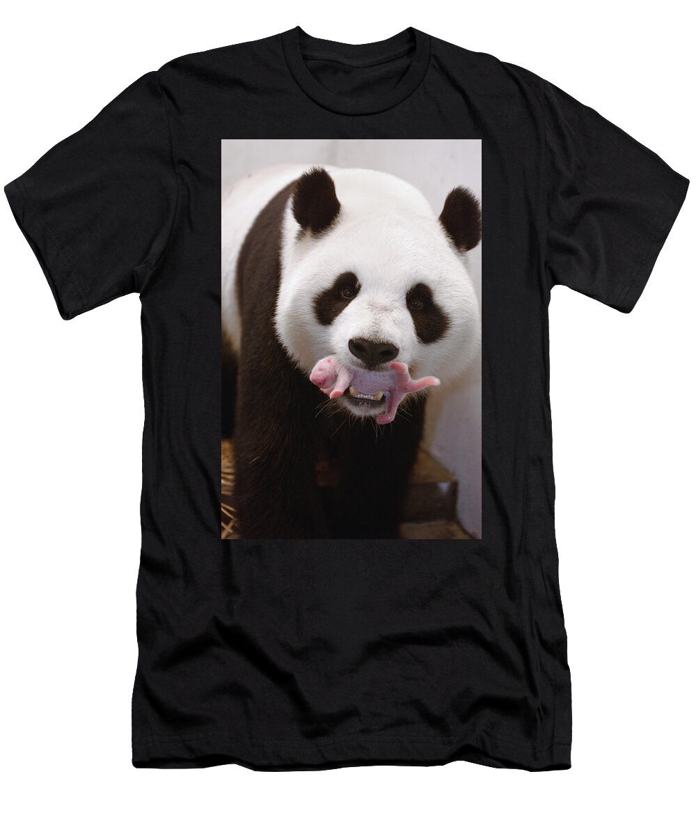 Mp T-Shirt featuring the photograph Giant Panda Carrying Newborn by Katherine Feng