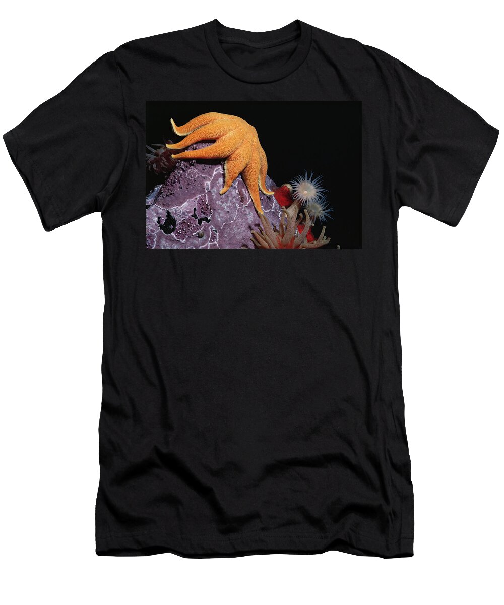 Flip Nicklin T-Shirt featuring the photograph Sunstar Under Arctic Seas by Flip Nicklin