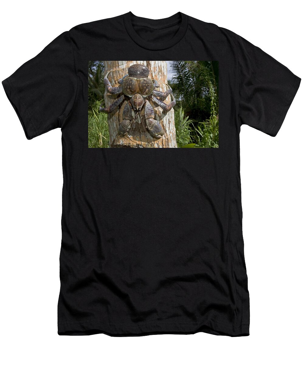 00298050 T-Shirt featuring the photograph Giant Coconut Crab by Piotr Naskrekci