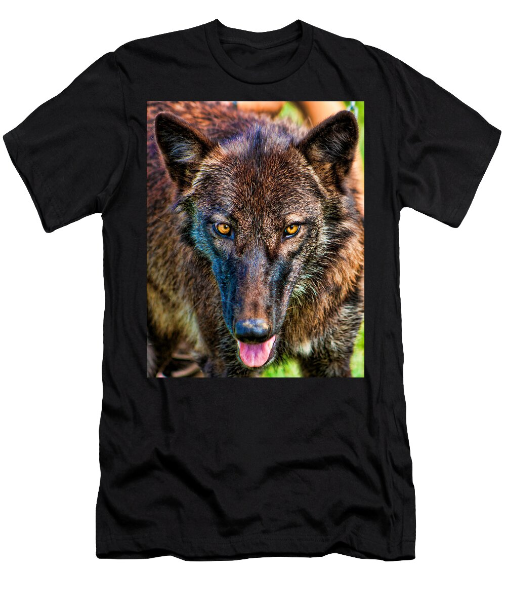 Wolf T-Shirt featuring the photograph A Wolf Named Dharma by Scott Wood