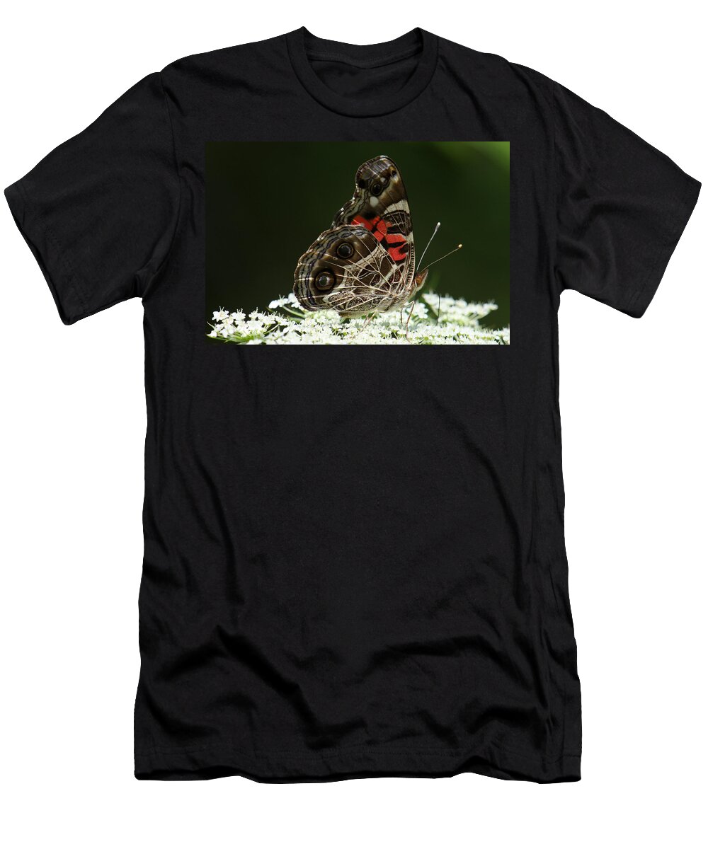 Vanessa Virginiensis T-Shirt featuring the photograph American Painted Lady Butterfly by Daniel Reed