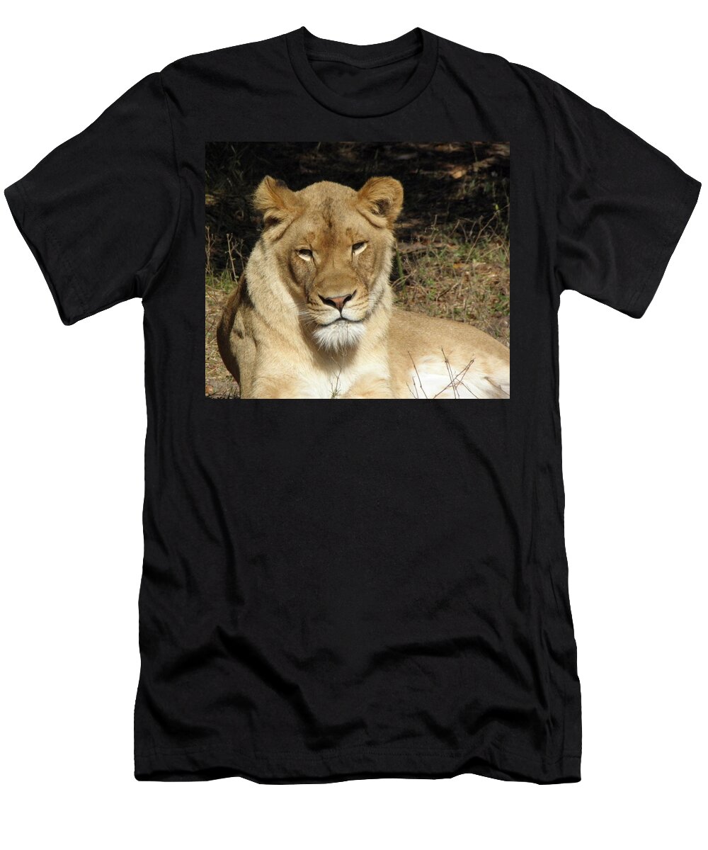 Lioness T-Shirt featuring the photograph Aww Tilt by Kim Galluzzo