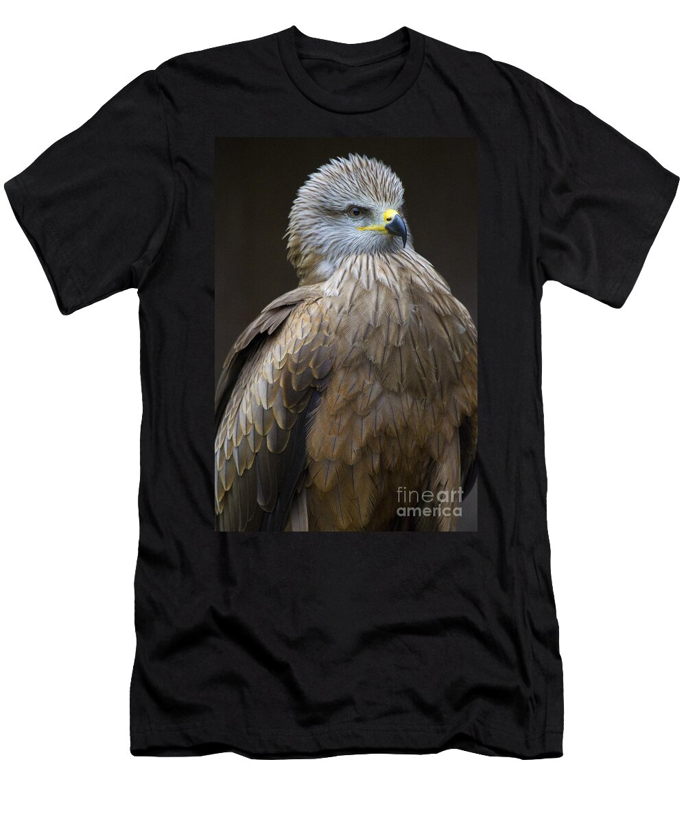 Bird Of Prey T-Shirt featuring the photograph Black Kite 4 by Heiko Koehrer-Wagner