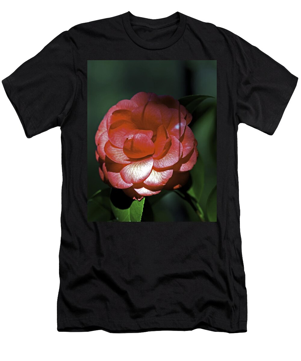 Camellia T-Shirt featuring the photograph Camellia three by Ken Frischkorn
