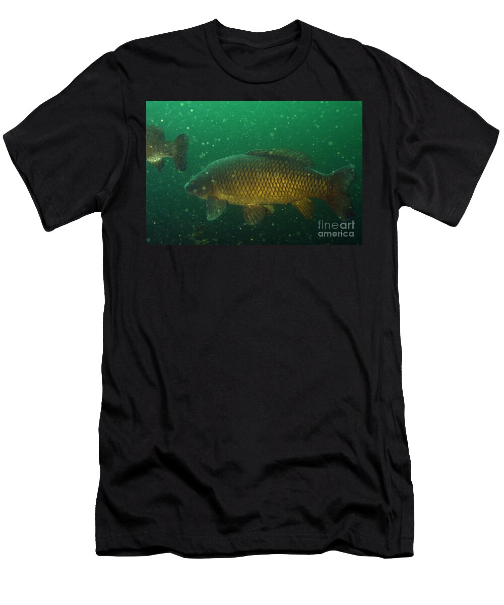 Fish T-Shirt featuring the photograph Common Carp by Ted Kinsman