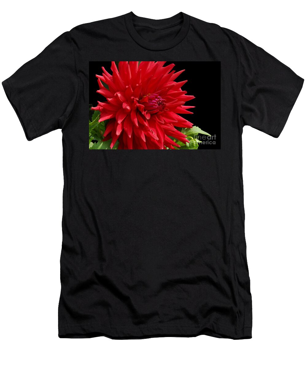 Dahlia T-Shirt featuring the photograph Decked out Dahlia by Cindy Manero