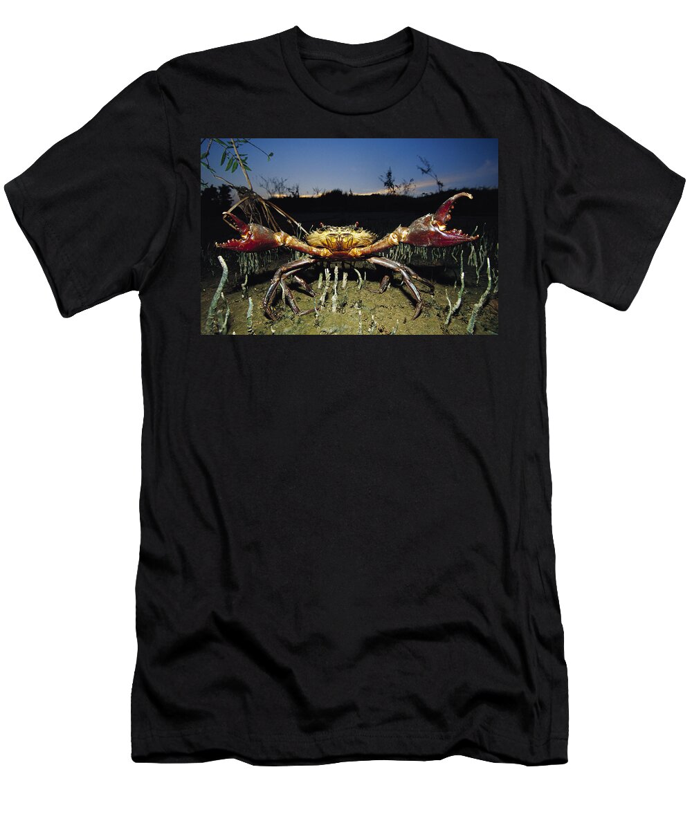 Mp T-Shirt featuring the photograph Giant Mud Crab Scylla Serrata by Cyril Ruoso