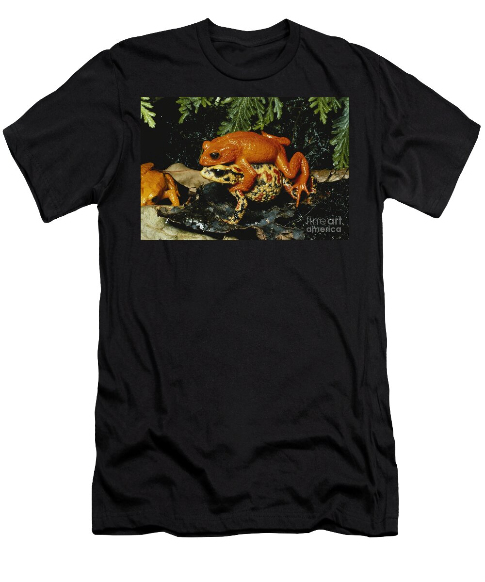 Golden Toad T-Shirt featuring the photograph Golden Toads Mating by Gregory G Dimijian MD