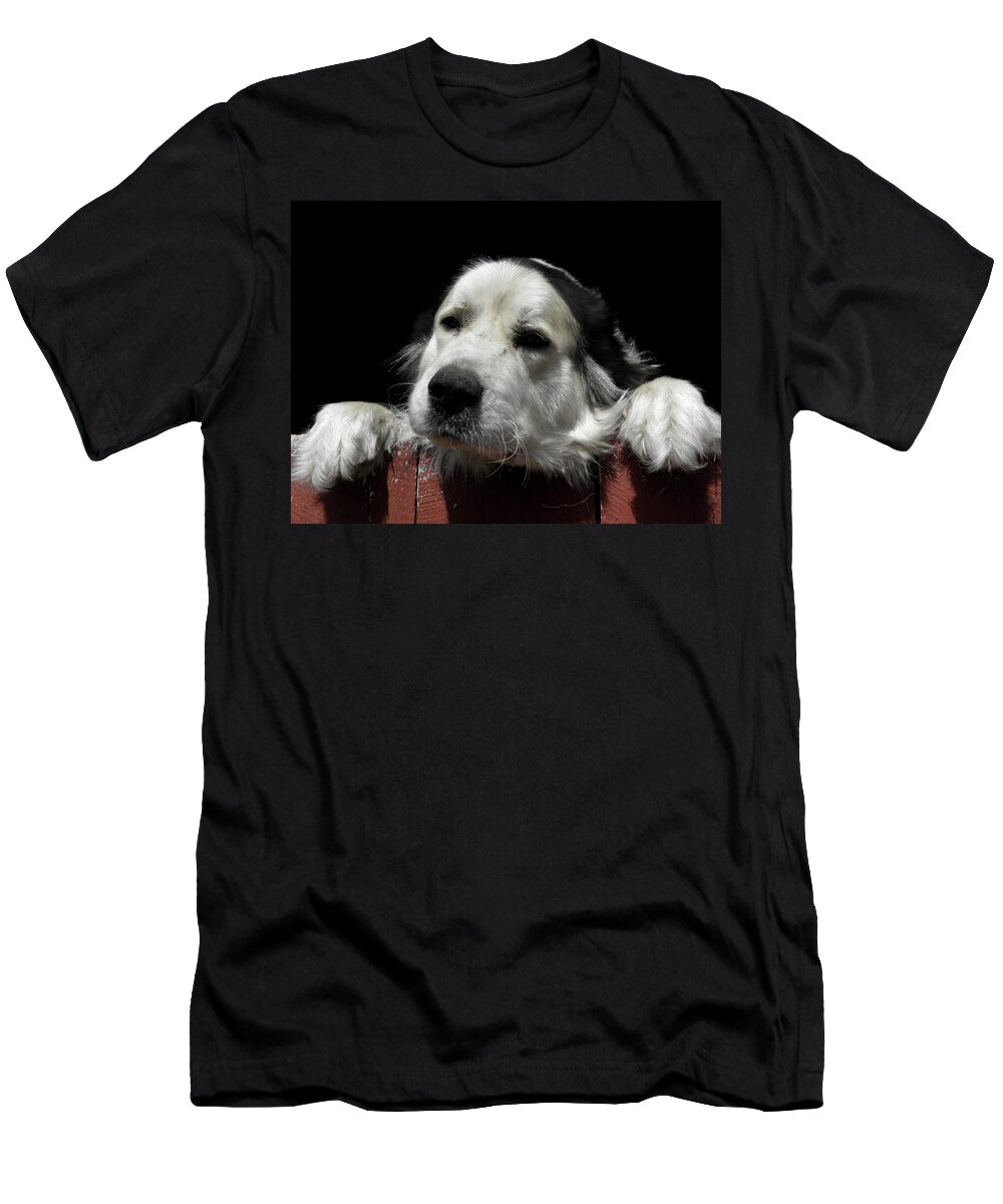 Dog T-Shirt featuring the photograph I want to play by Kim Galluzzo