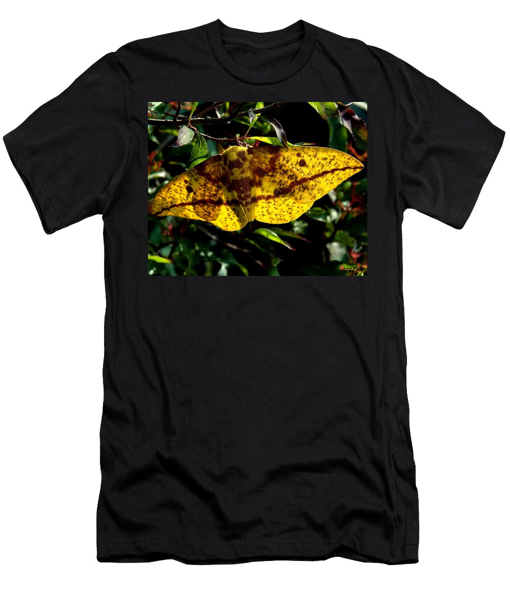 Nature T-Shirt featuring the photograph Imperial Moth DIN053 by Gerry Gantt