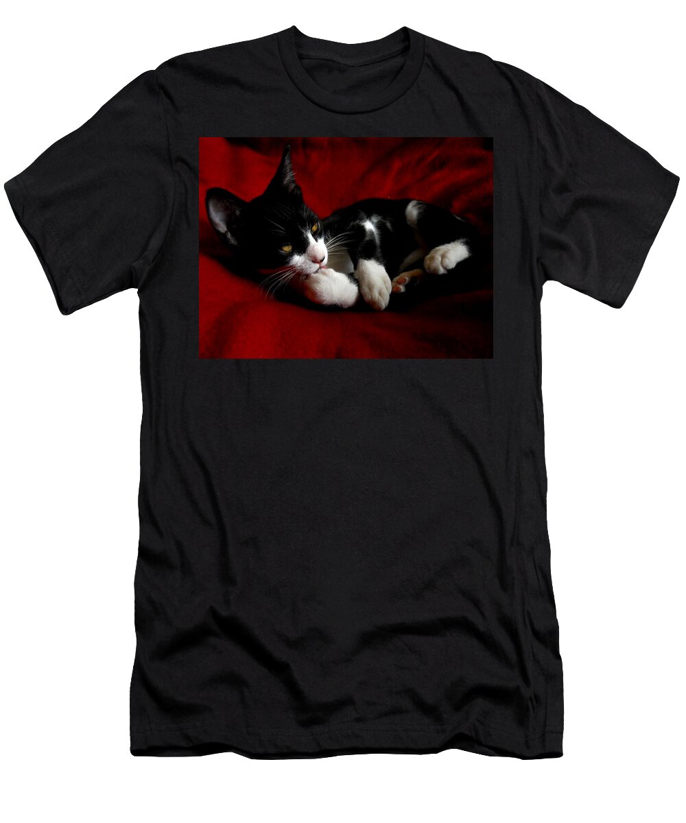 Kitten T-Shirt featuring the photograph Kitten on Red Take Two by Maggy Marsh