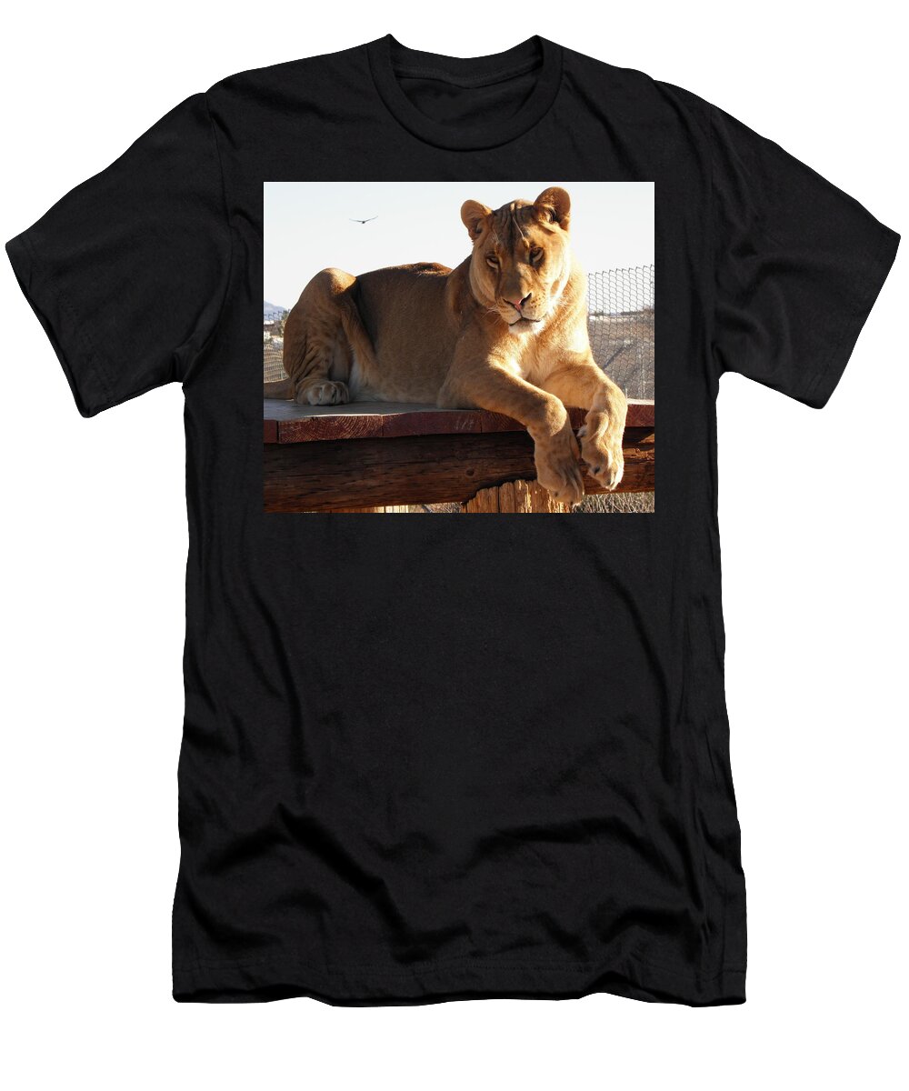 Lion T-Shirt featuring the photograph Kumba the Lion by Kim Galluzzo Wozniak