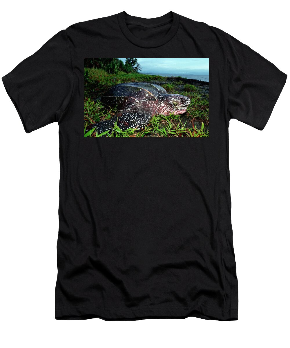 Mike Parry T-Shirt featuring the photograph Leatherback Sea Turtle #1 by Mike Parry