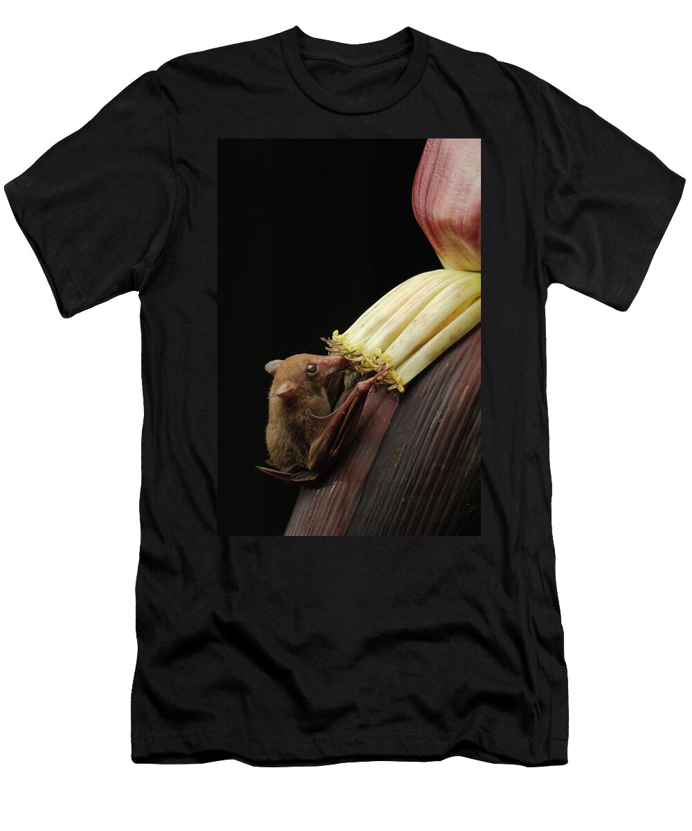 Mp T-Shirt featuring the photograph Lesser Long-tongued Fruit Bat by Ch'ien Lee