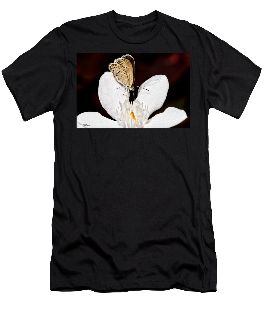 Butterfly T-Shirt featuring the photograph Looking for a Snack by Christopher Holmes