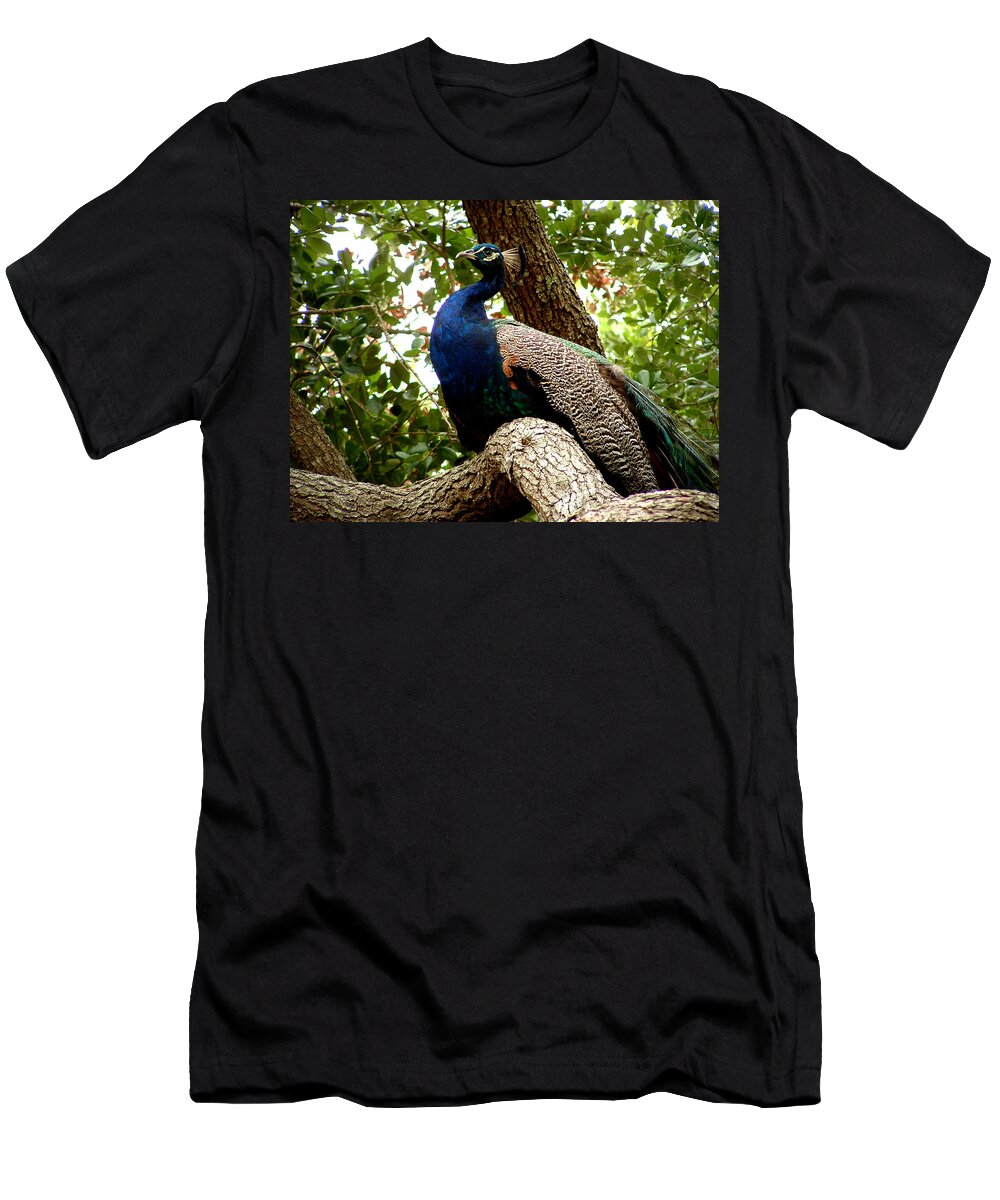 Peacock T-Shirt featuring the photograph Majestic by David Weeks