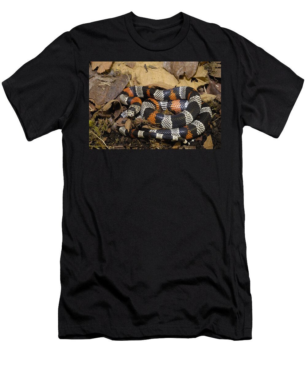 Mp T-Shirt featuring the photograph Milk Snake Lampropeltis Triangulum by Pete Oxford