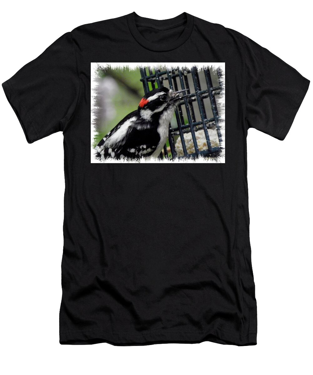 Downy T-Shirt featuring the photograph Mr Downy Woodpecker by Kim Galluzzo Wozniak