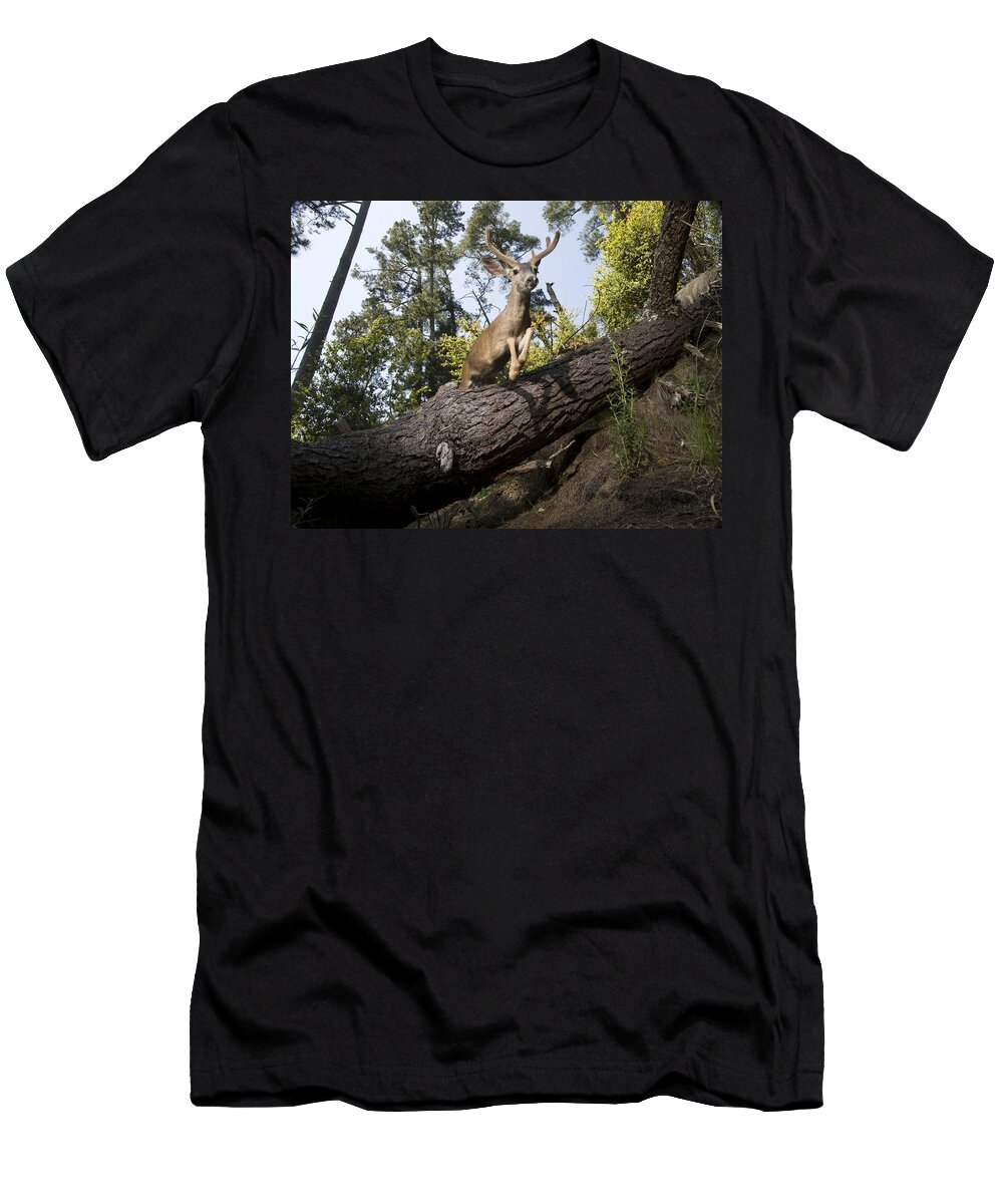 00499792 T-Shirt featuring the photograph Mule Deer Buck Jumping Aptos California by Sebastian Kennerknecht